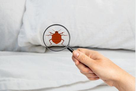 5 Points to Consider For Complete Extermination of the Bed Bugs