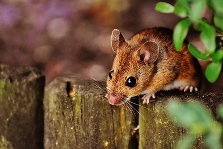 Effective Ways to Get Rid of Mice