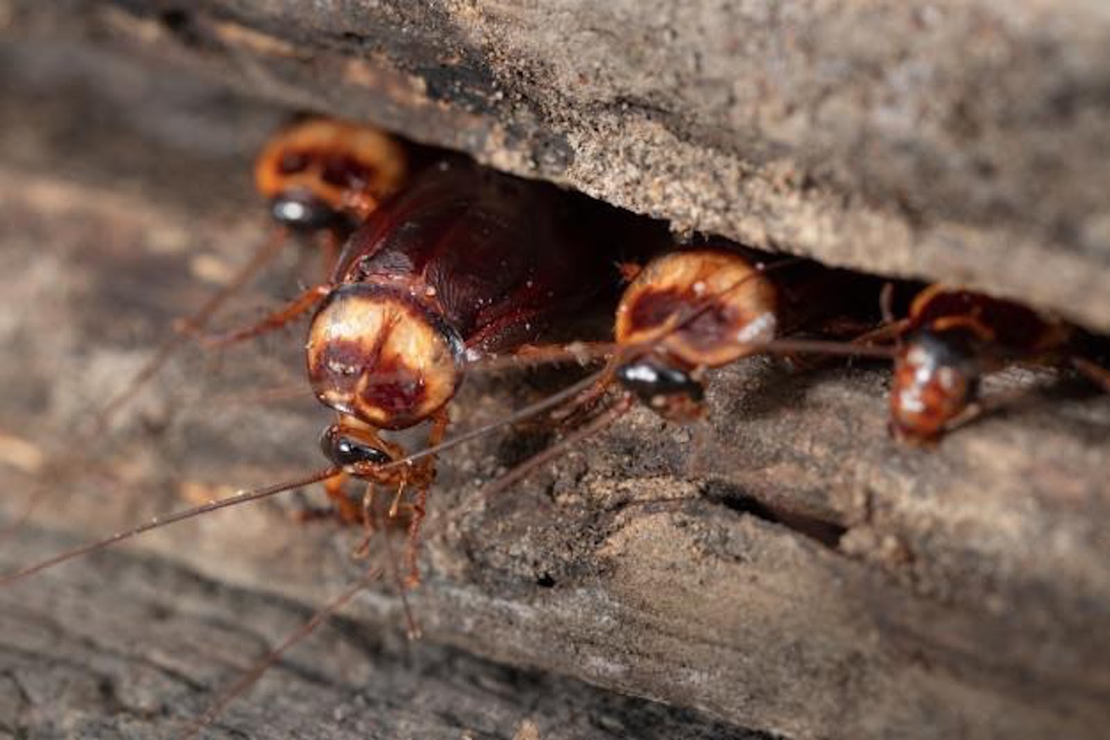 Five Best Ways to Get Rid Of Cockroaches