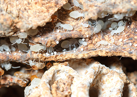 What Does A Termite Look Like?