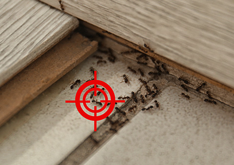 5 Merits of Efficient Ant Control