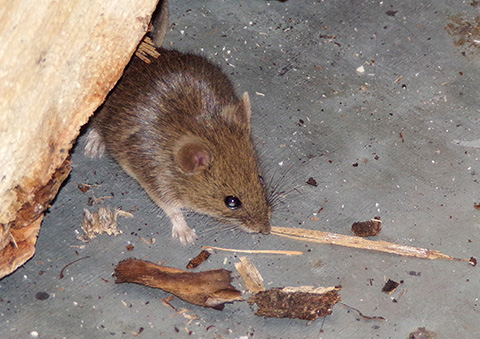 Prevention & Control Tips for Mice