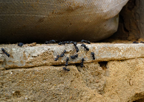 Ant Infestations: Dangerous and Destructive