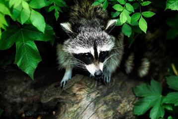 How to get rid of Raccoons? Most Effective Ways to Control Raccoons