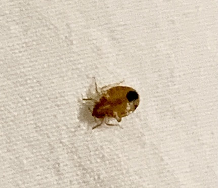 Bed Bug Exterminators in Jamaica, NY