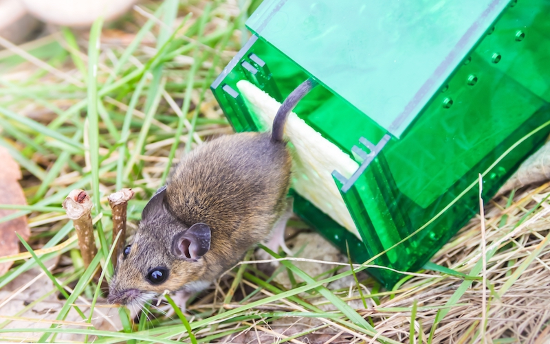 Rodents, Mice, Mouse, Removal Service in Jamaica, NY
