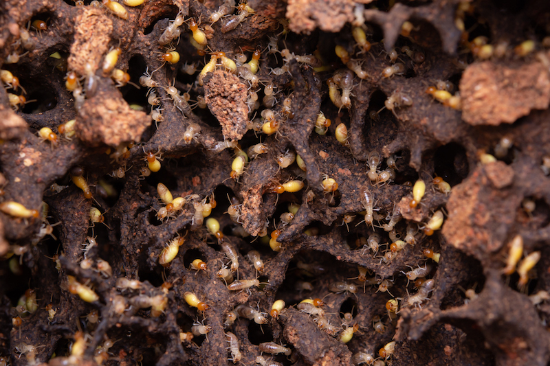 Termite Removal Service in Jamaica, NY