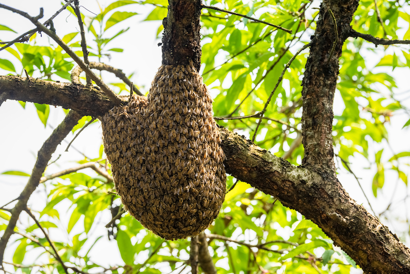 Bee and Beehive Removal Services in Jamaica, NY