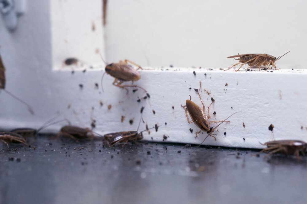 Signs of Pest Infestation in Commercial and Residential