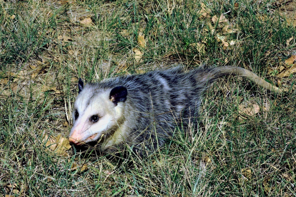 How to avoid Opossum