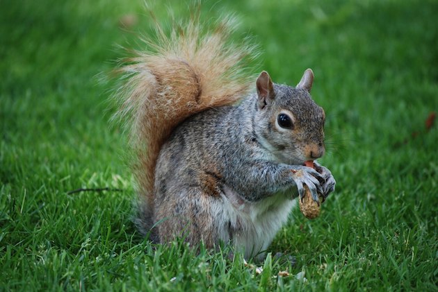 Common Species of Squirrels