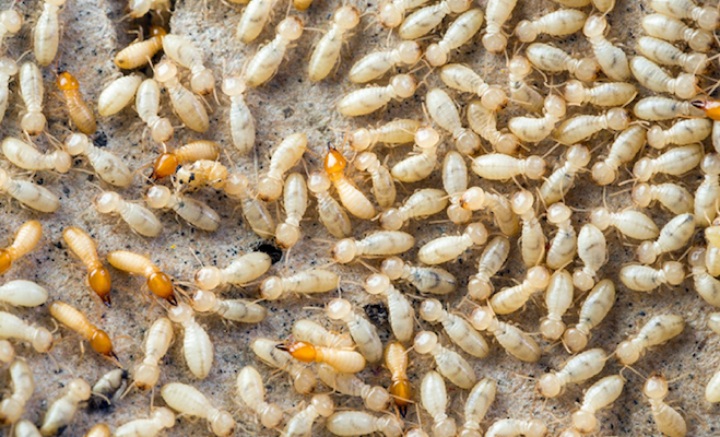 What do termites look like?