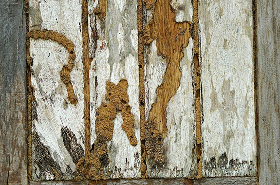 what to do if your home has termites