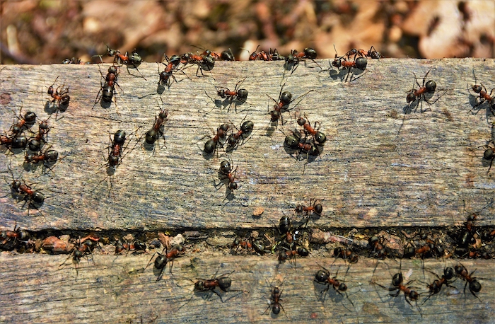 Ants Removal & Exterminator in Flushing, NY