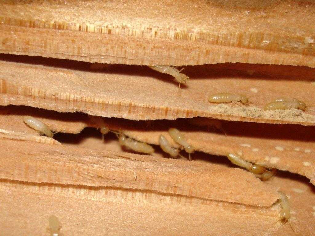 Active Termite Colony
