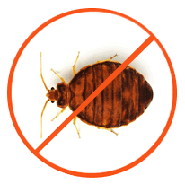 Bedbugs Removal